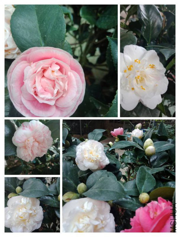 �屦̫�����ٷ�һ��ƴͼ��