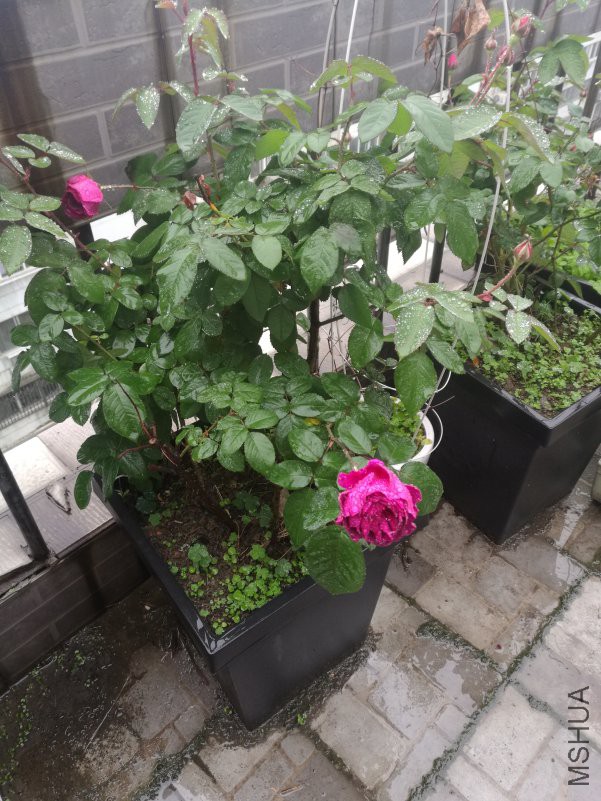 IMG_20181222_150558.jpg