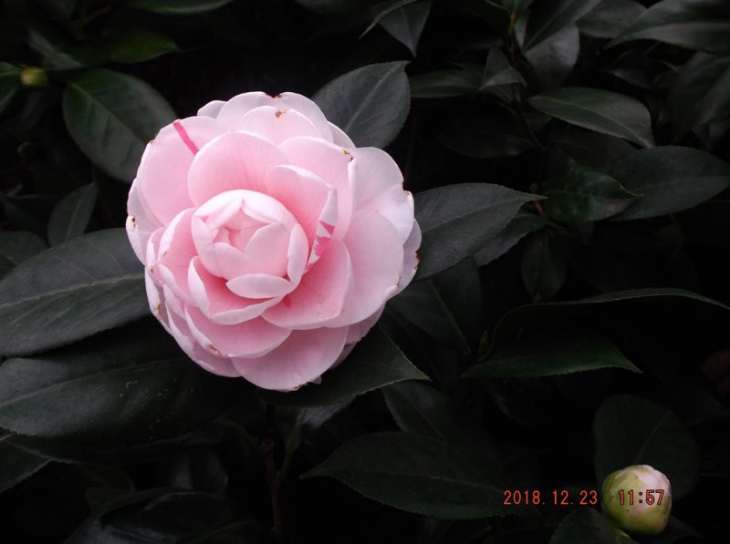 2018-12-23j 014����m.jpg