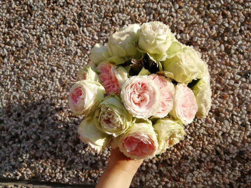 psb (11).jpg