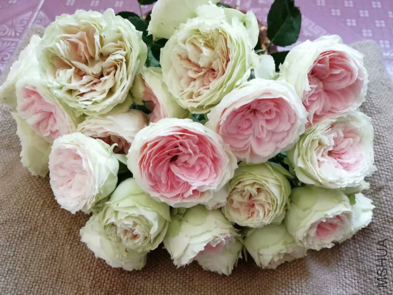 psb (13).jpg