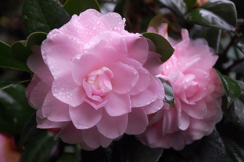 DSC_24300158.JPG