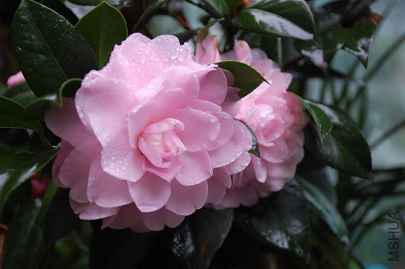 DSC_24440172.JPG