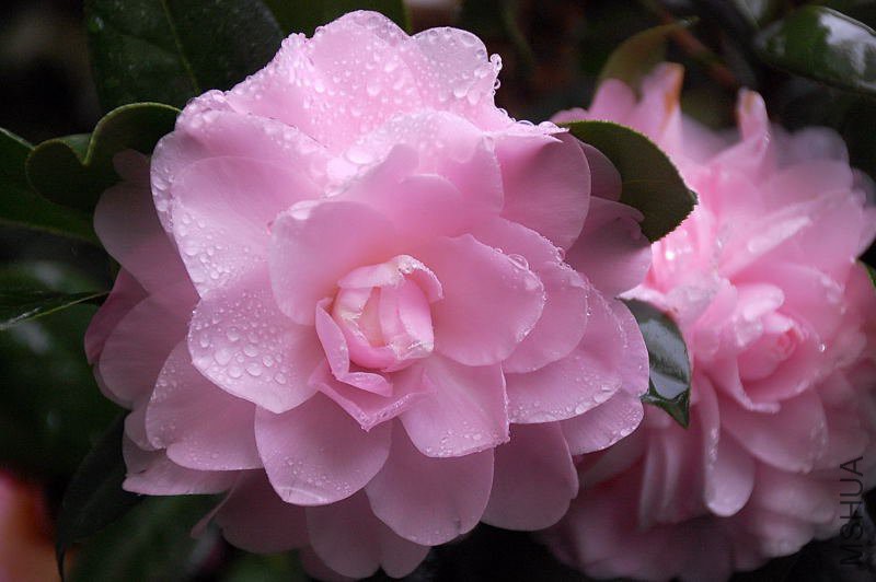 DSC_24410169.JPG