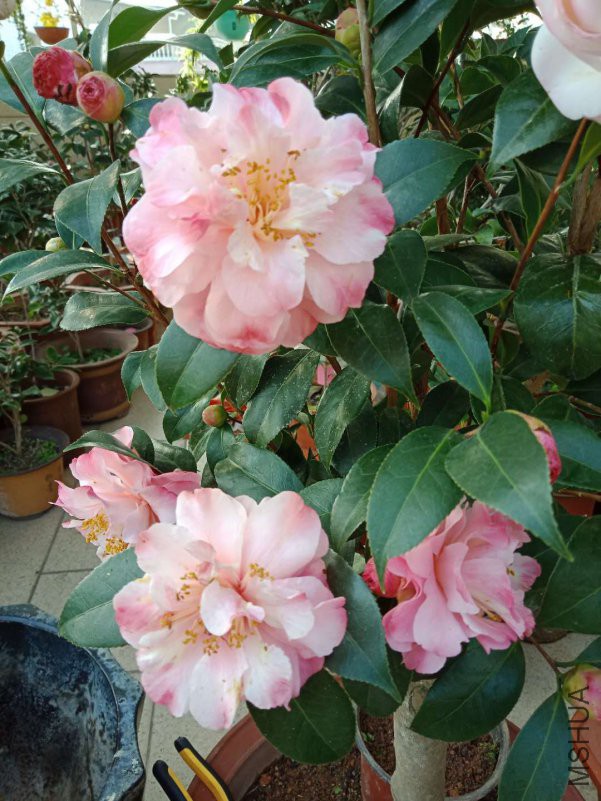 ��ã�Ĵ���