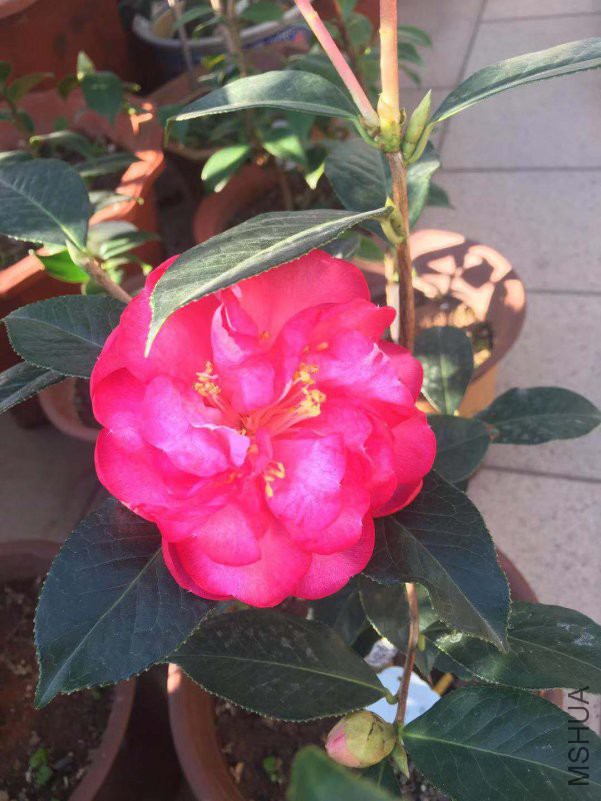 �Ʋ�-���Ȳ�