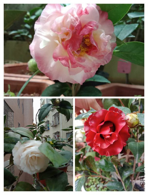 ţ���±�ʯ�����ײ���˹����ħ��