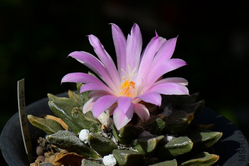 3-DSC_2305.jpg