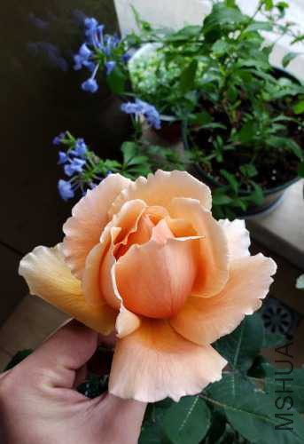 20181222_102917.jpg