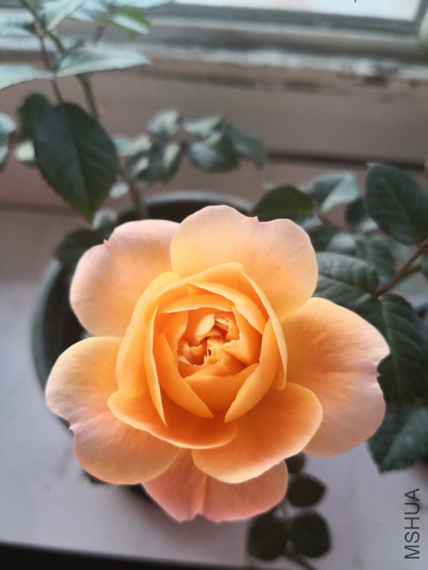 ΢��ͼƬ_20181228094001.jpg