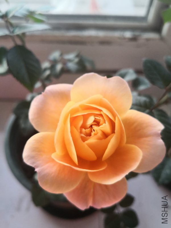 ΢��ͼƬ_20181228094012.jpg
