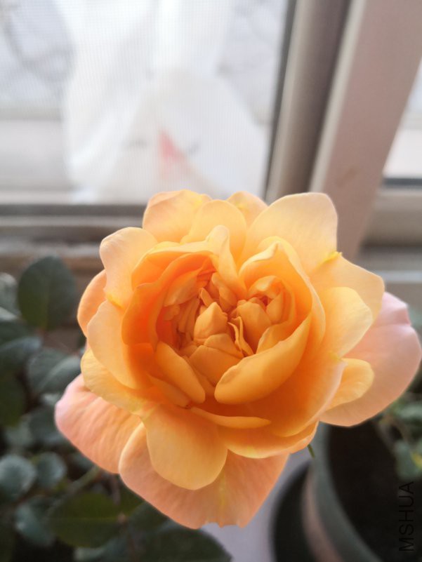 ΢��ͼƬ_20181228094021.jpg