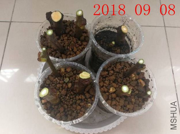 20180908-3.jpg