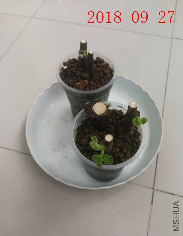 20180927-1.jpg