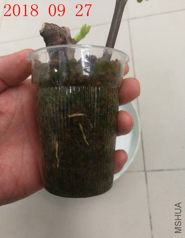 20180927-2.jpg