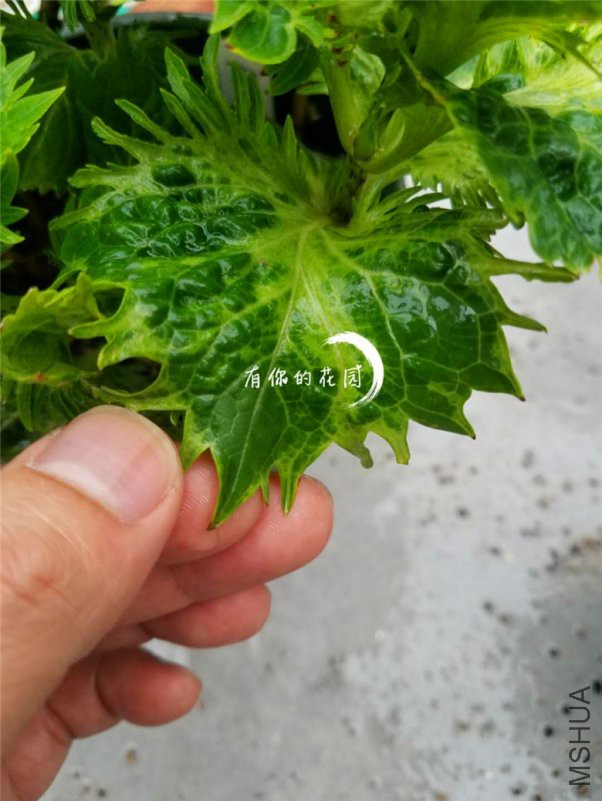 1651035097.jpg