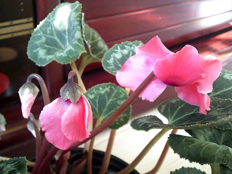 DSCF0002 (4)_����.jpg