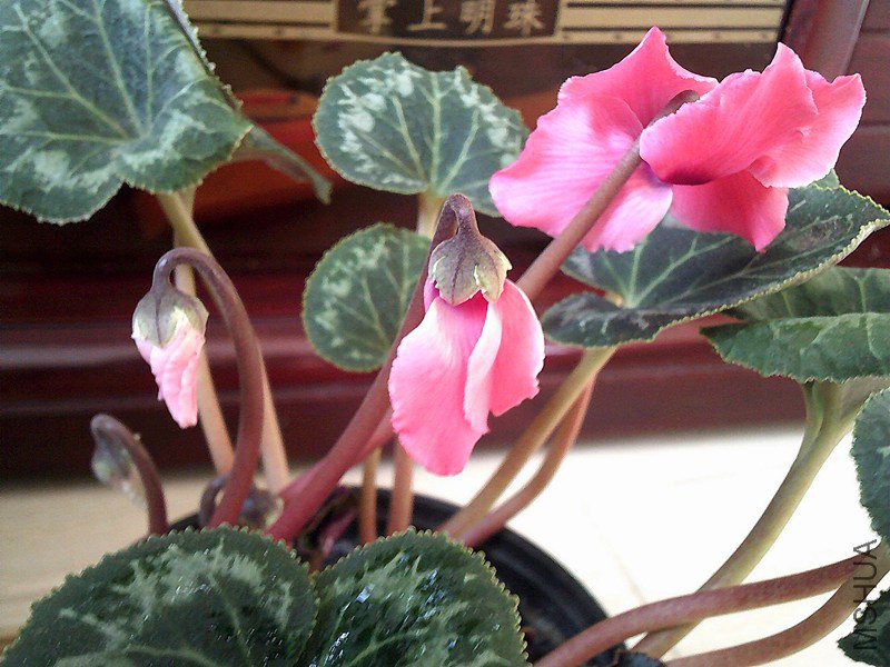 DSCF0004 (3)_����.jpg