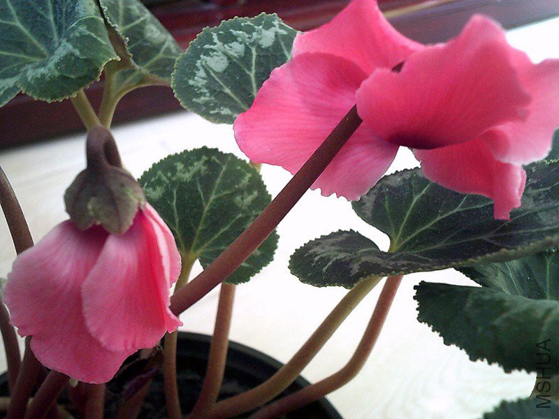 DSCF0005 (4)_����.jpg