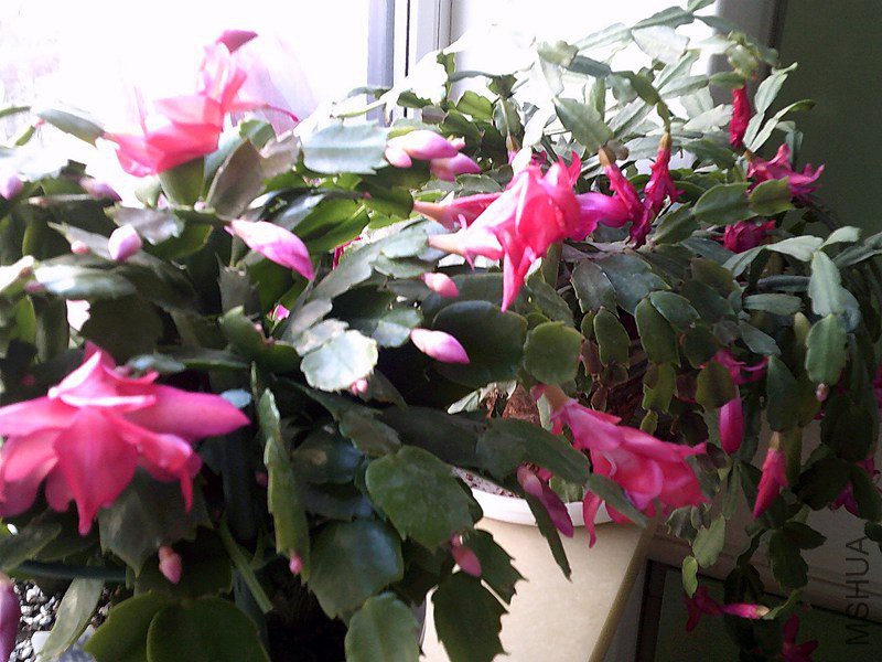DSCF0011 (3)_����.jpg