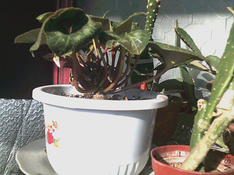 DSCF0007 (4)_����.jpg