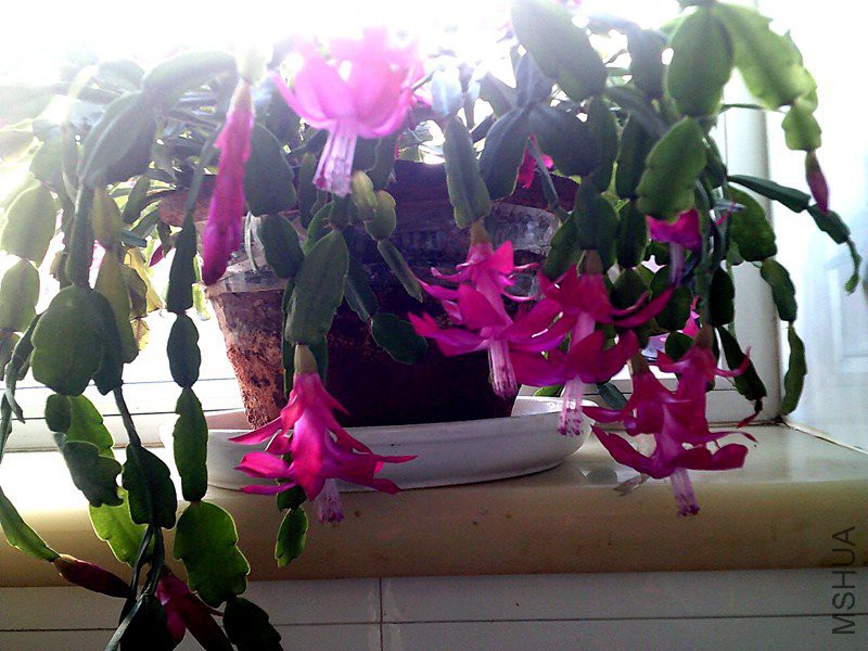 DSCF0009 (3)_����.jpg