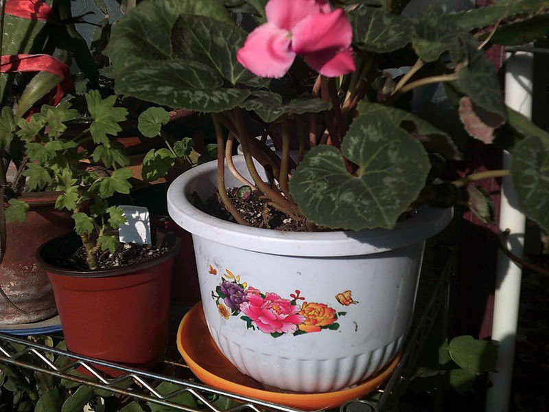 DSCF0006 (4)_����.jpg