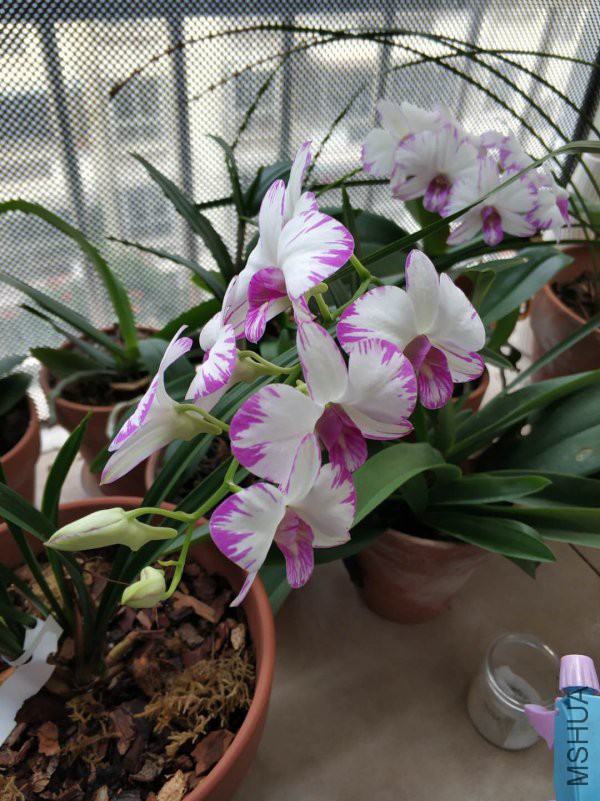 ΢��ͼƬ_20190104152959.jpg