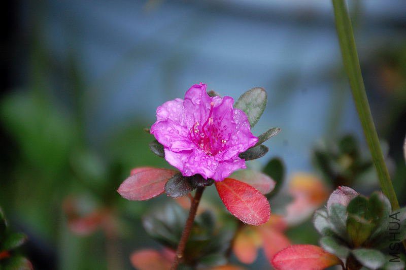 DSC_33800115.JPG