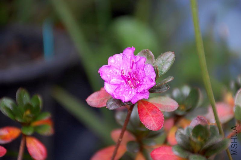DSC_33820117.JPG