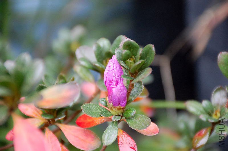 DSC_33860121.JPG