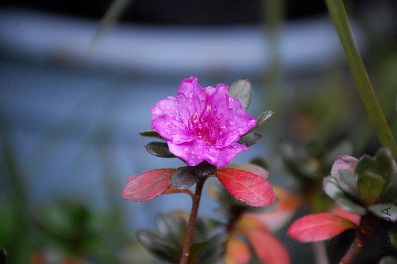 DSC_33890124.JPG