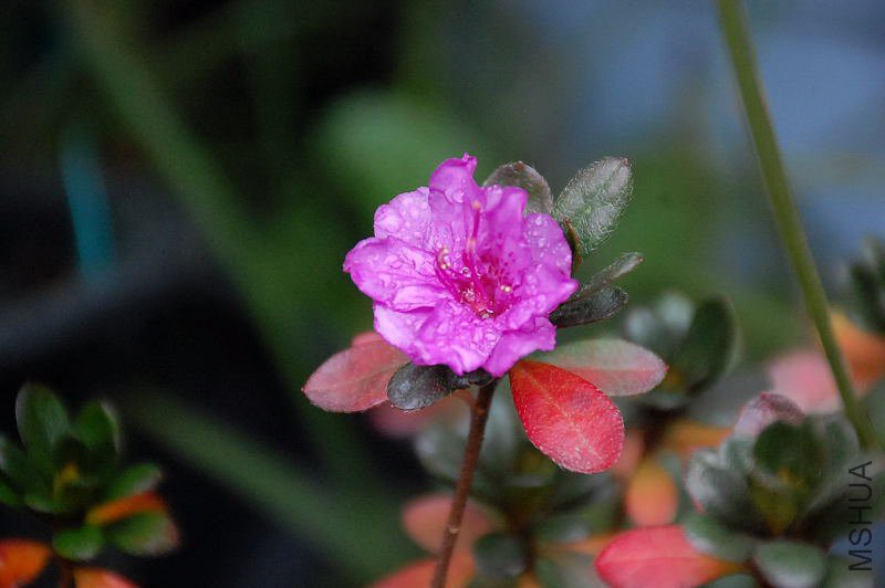 DSC_33840119.JPG