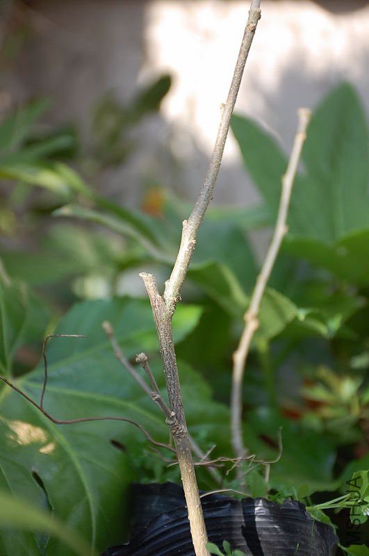 DSC_21250180.JPG