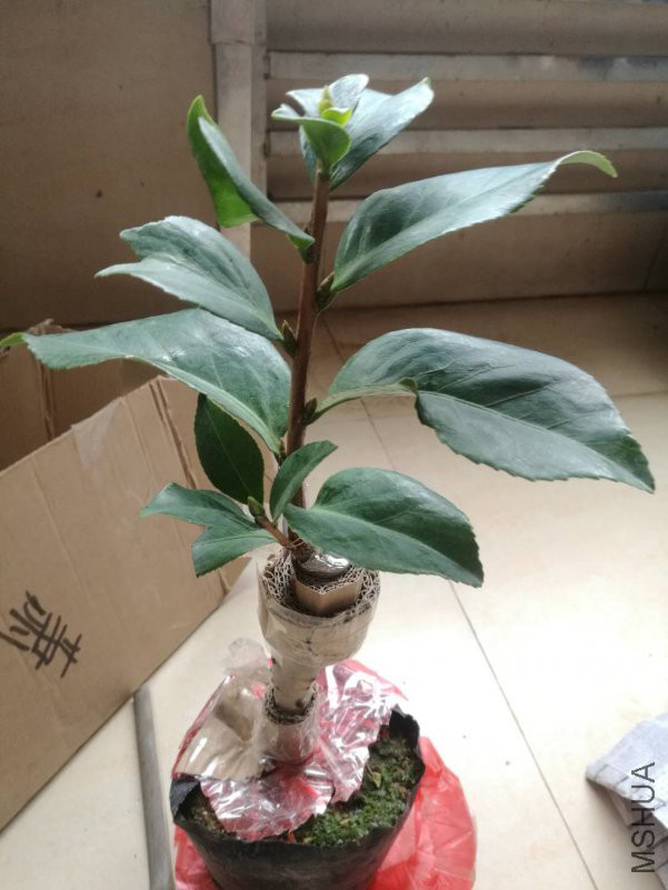 ΢��ͼƬ_20190108195830.jpg