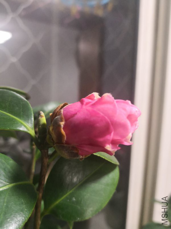 ΢��ͼƬ_20190109091525.jpg