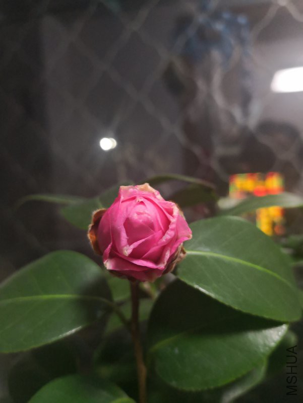 ΢��ͼƬ_20190109091535.jpg