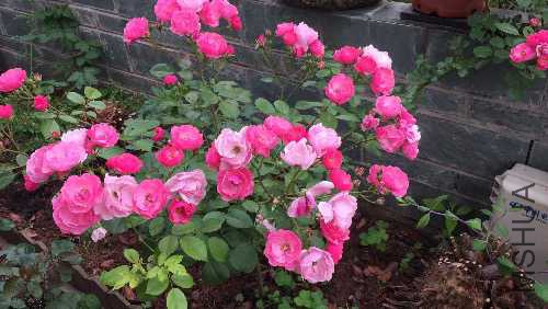 BB700879-467F-44B4-A19B-EA544CE45808.jpeg