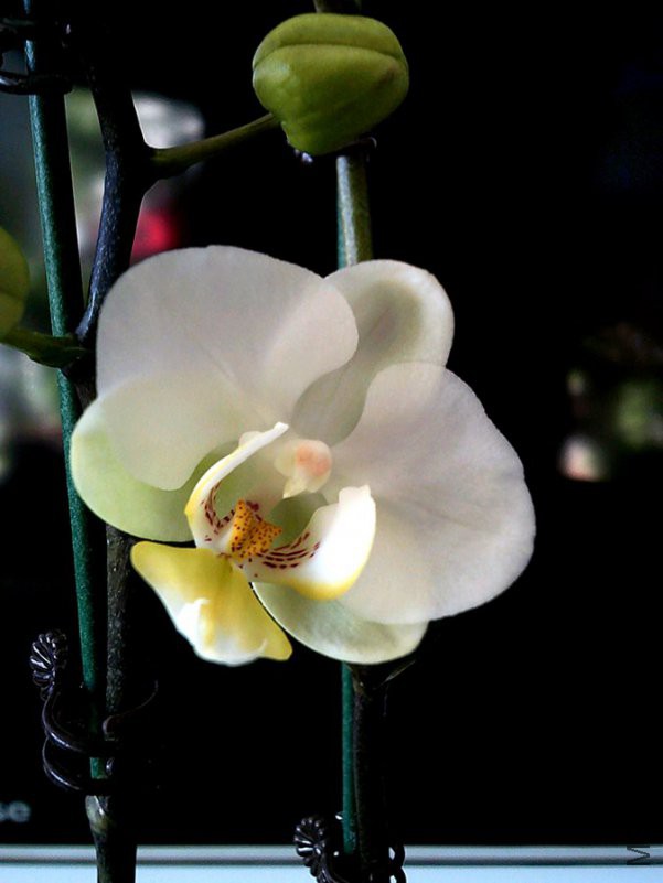 DSCF0004_����.jpg