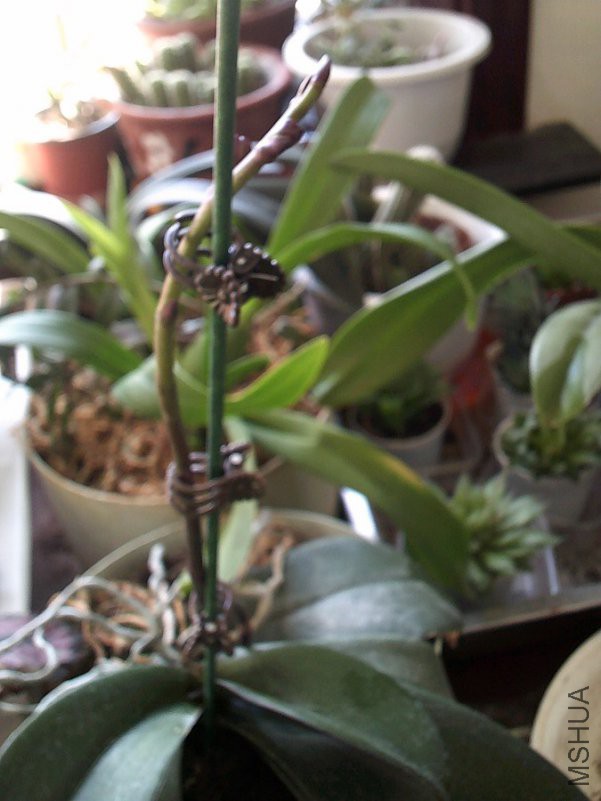 DSCF0006_����.jpg