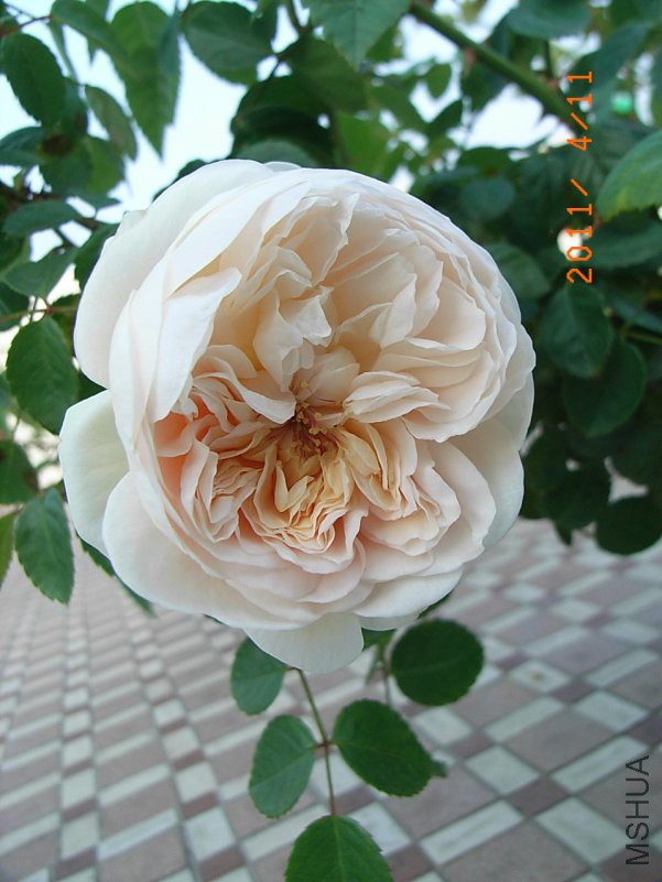 ��ת RIMG0485.JPG