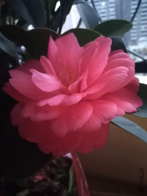 ΢��ͼƬ_20190110191306.jpg