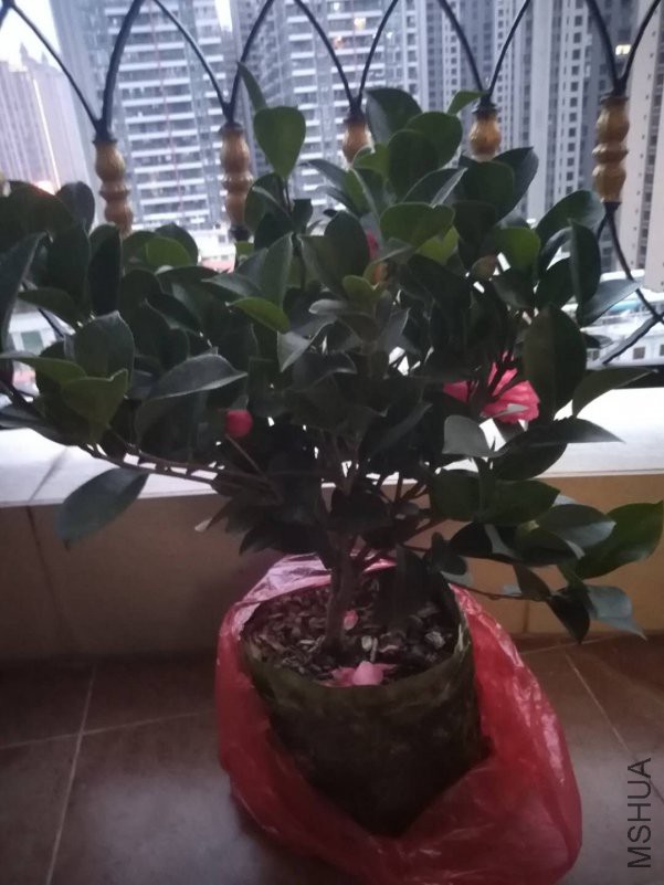 ΢��ͼƬ_20190110191316.jpg