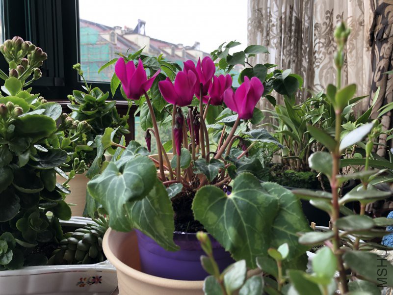 ΢��ͼƬ_20190111132436.jpg