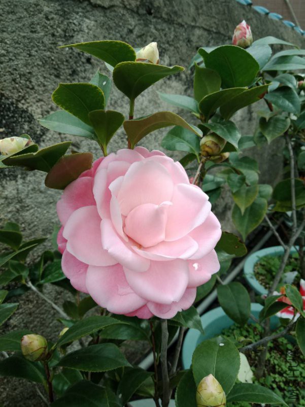 ��֥��ʿ��