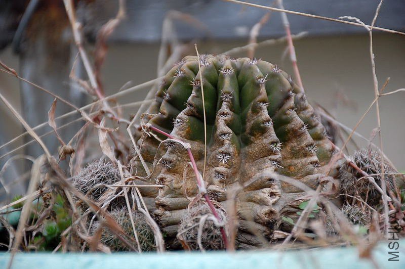 DSC_40720022.JPG