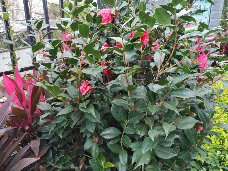 IMG_20190115_073836.jpg