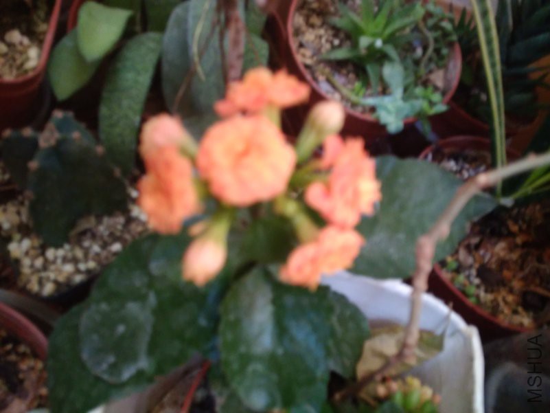 IMG_20190120_153144.jpg