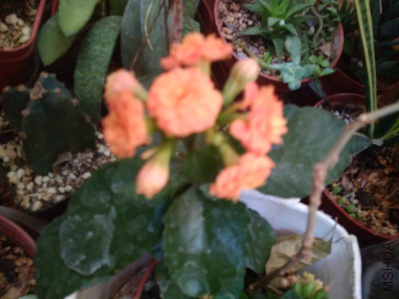IMG_20190120_153143.jpg
