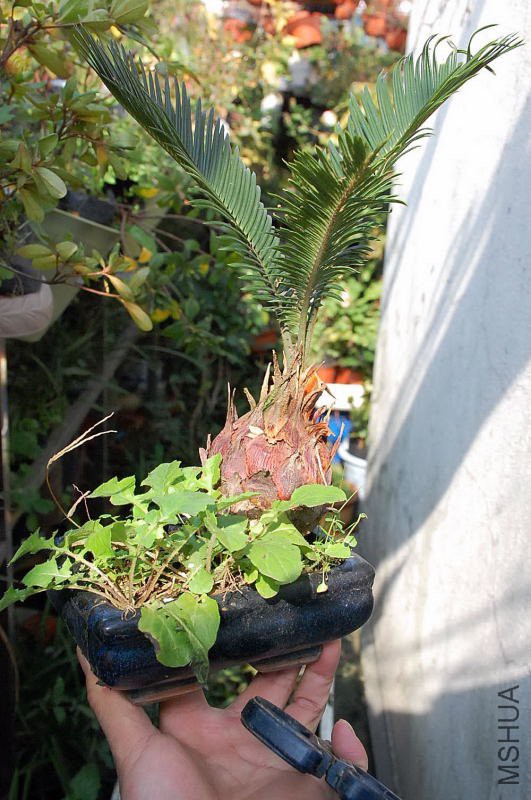 DSC_57990294.JPG